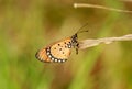 Acraea terpsicore, the tawny coster butterfly Royalty Free Stock Photo